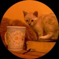 comickitty